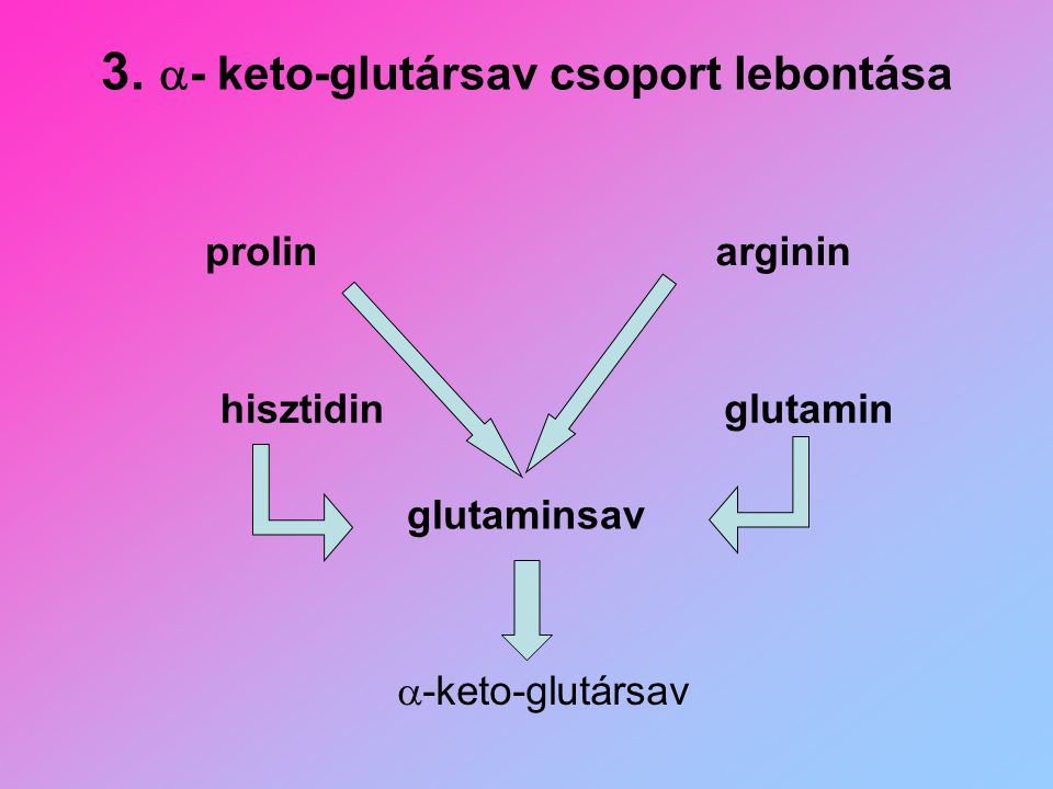 3. - keto-glutársav csoport lebontása