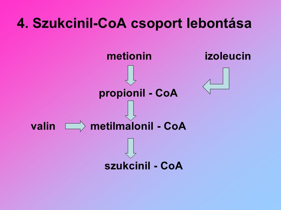 4. Szukcinil-CoA csoport lebontása