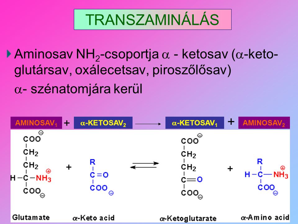 TRANSZAMINÁLÁS Aminosav NH2-csoportja  - ketosav (-keto-glutársav, oxálecetsav, piroszőlősav) - szénatomjára kerül.