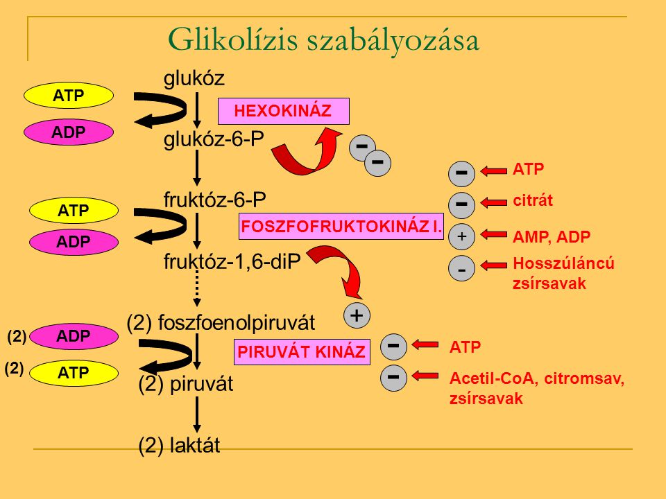 Glikolízis szabályozása