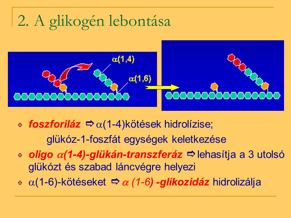 2. A glikogén lebontása foszforiláz  (1-4)kötések hidrolízise;