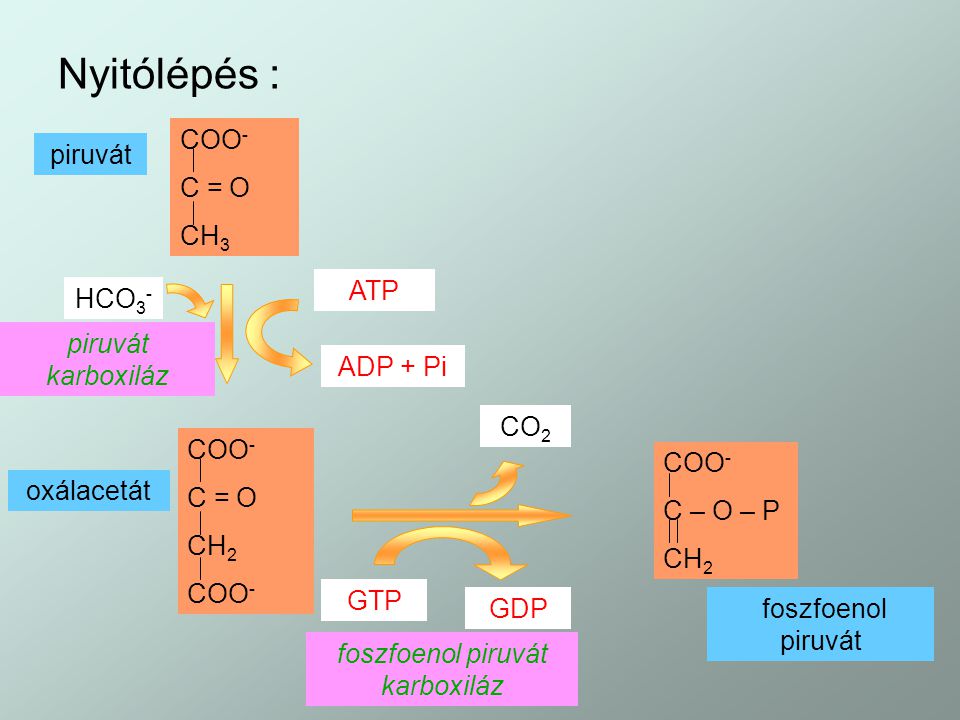 foszfoenol piruvát karboxiláz