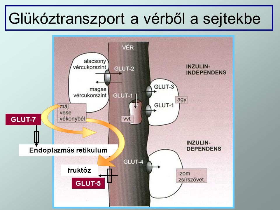Glükóztranszport a vérből a sejtekbe