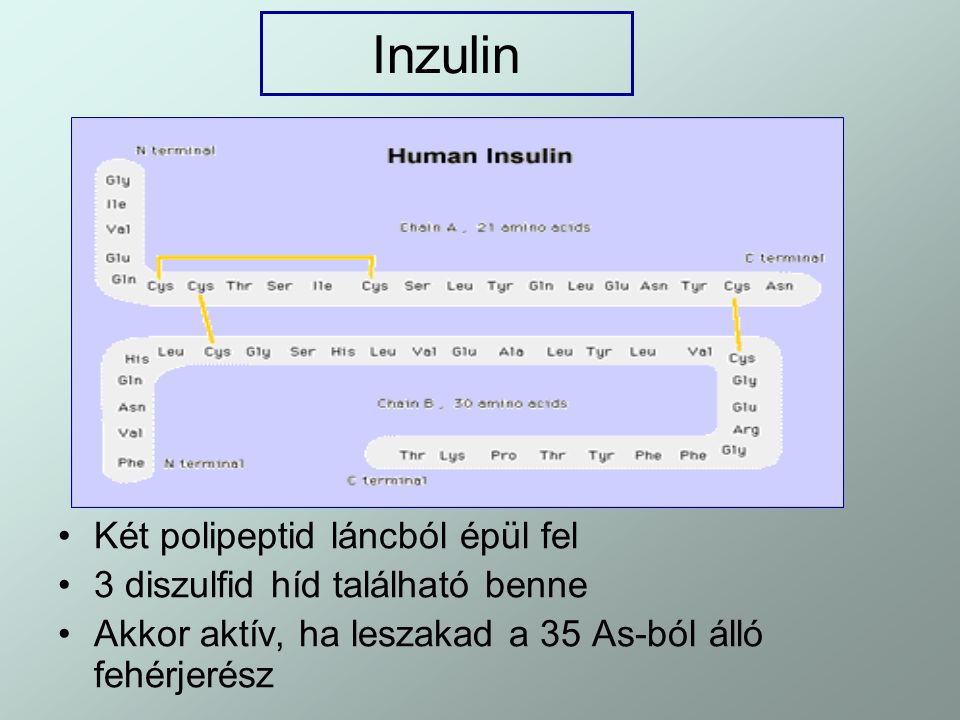 Inzulin Két polipeptid láncból épül fel