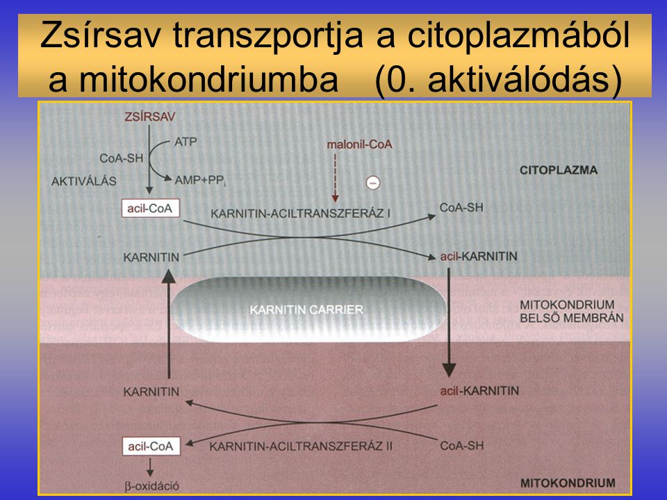 Zsírsav transzportja a citoplazmából a mitokondriumba (0. aktiválódás)