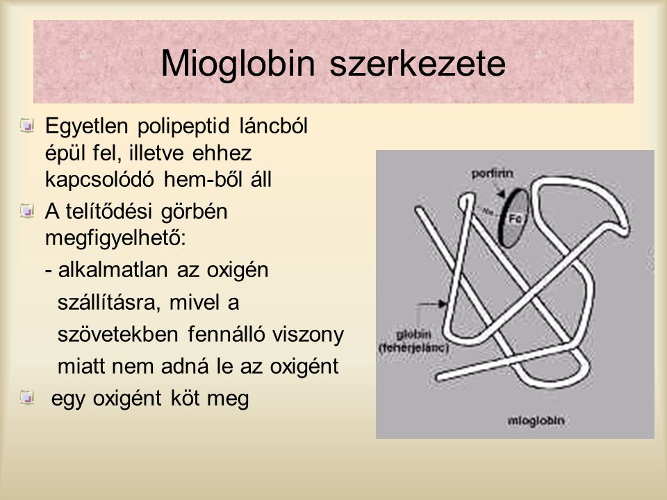 Mioglobin szerkezete Egyetlen polipeptid láncból épül fel, illetve ehhez kapcsolódó hem-ből áll. A telítődési görbén megfigyelhető: