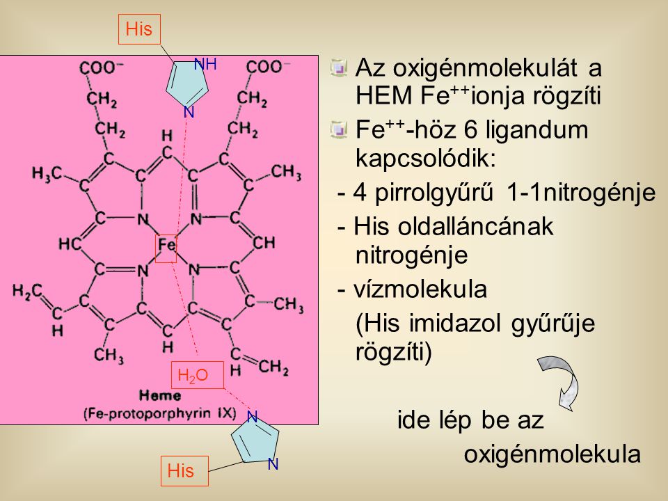 Az oxigénmolekulát a HEM Fe++ionja rögzíti