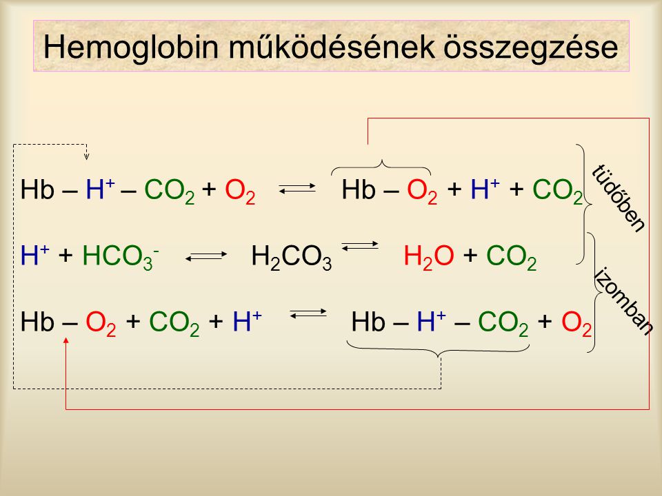 Hemoglobin működésének összegzése