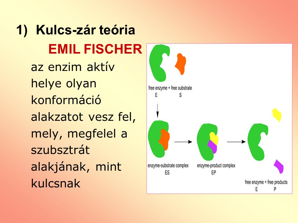Kulcs-zár teória EMIL FISCHER az enzim aktív helye olyan konformáció