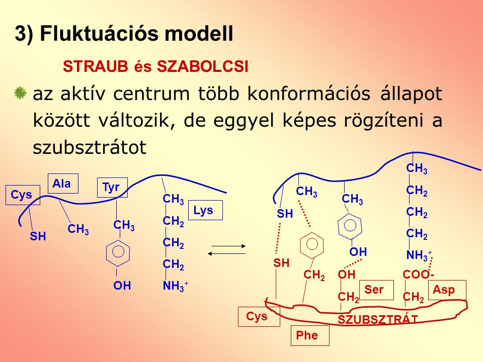 3) Fluktuációs modell STRAUB és SZABOLCSI