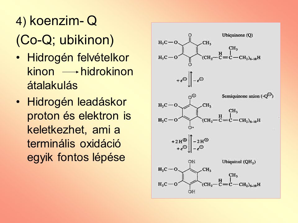 (Co-Q; ubikinon) 4) koenzim- Q