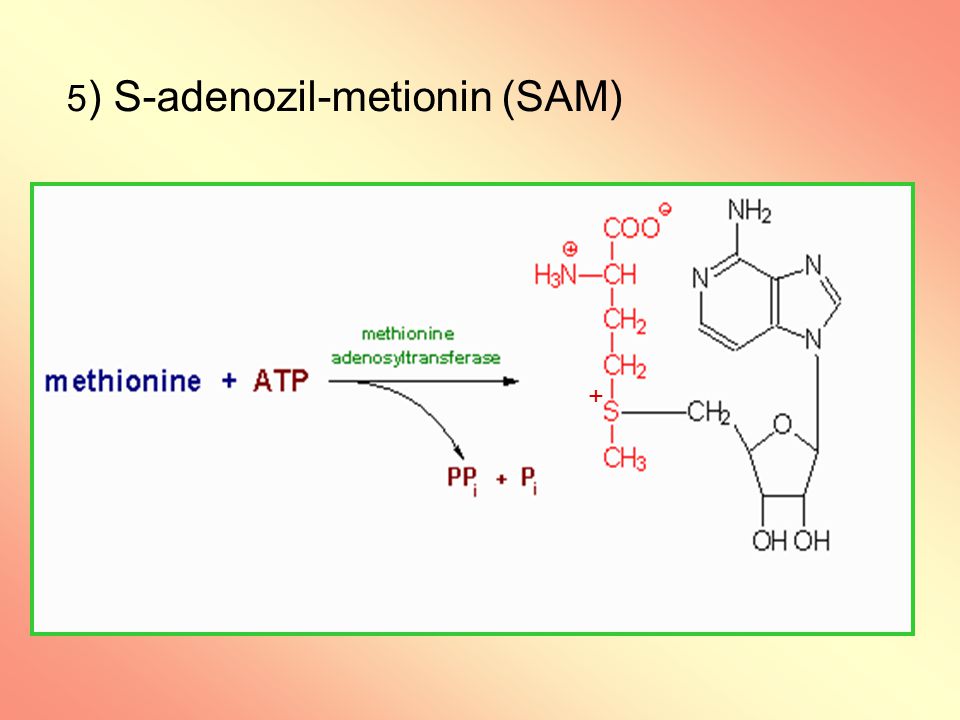 5) S-adenozil-metionin (SAM)
