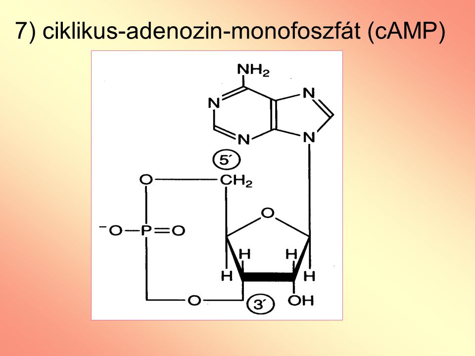 7) ciklikus-adenozin-monofoszfát (cAMP)