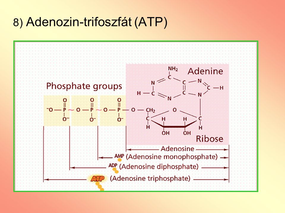 8) Adenozin-trifoszfát (ATP)