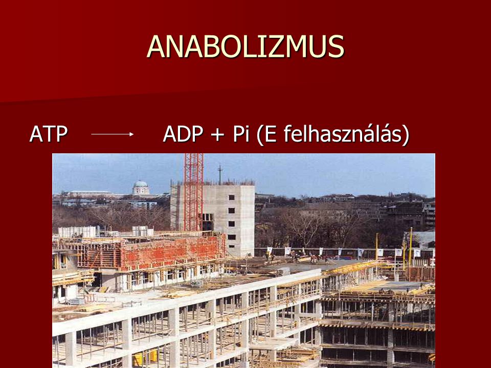ANABOLIZMUS ATP ADP + Pi (E felhasználás)