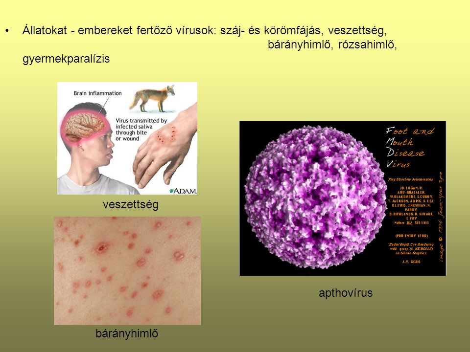 Állatokat - embereket fertőző vírusok: száj- és körömfájás, veszettség, bárányhimlő, rózsahimlő, gyermekparalízis