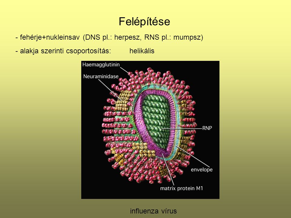 Felépítése - fehérje+nukleinsav (DNS pl.: herpesz, RNS pl.: mumpsz)