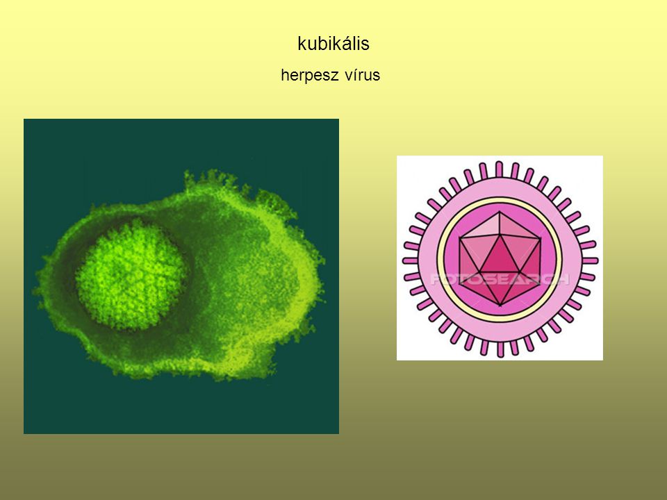 kubikális herpesz vírus