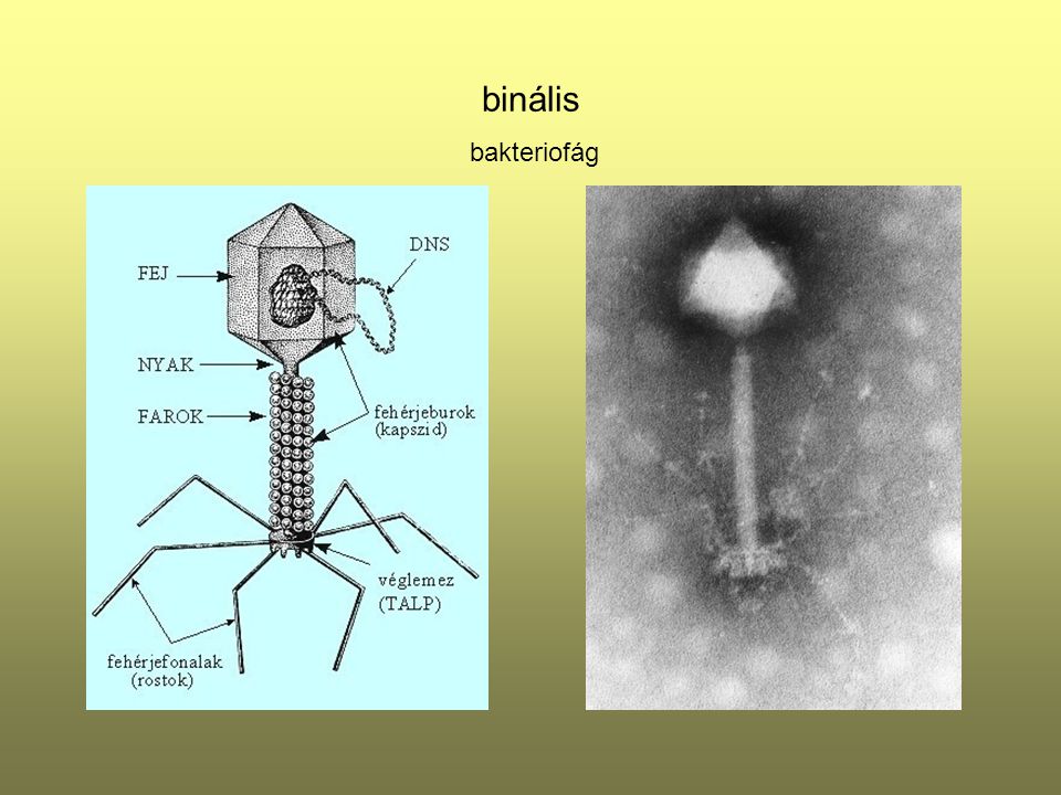 binális bakteriofág