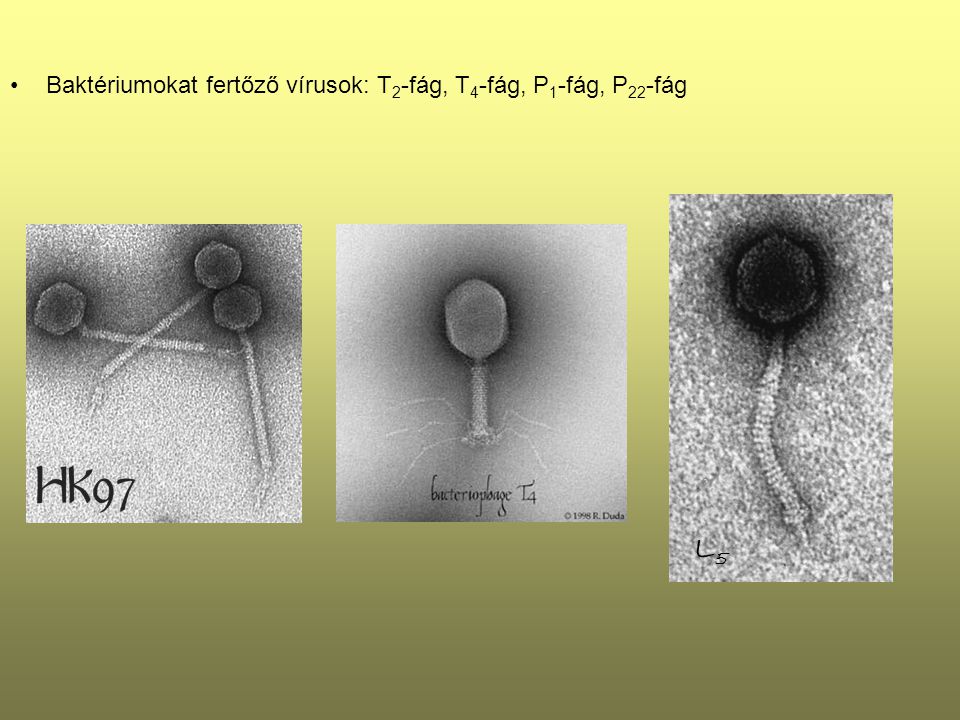 Baktériumokat fertőző vírusok: T2-fág, T4-fág, P1-fág, P22-fág