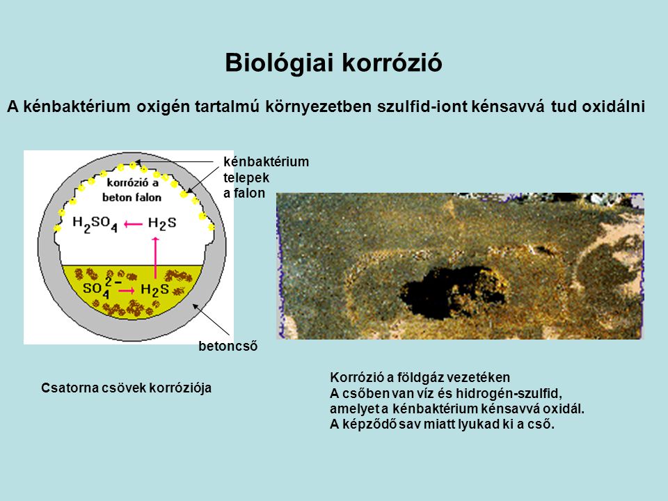 Biológiai korrózió A kénbaktérium oxigén tartalmú környezetben szulfid-iont kénsavvá tud oxidálni. kénbaktérium.