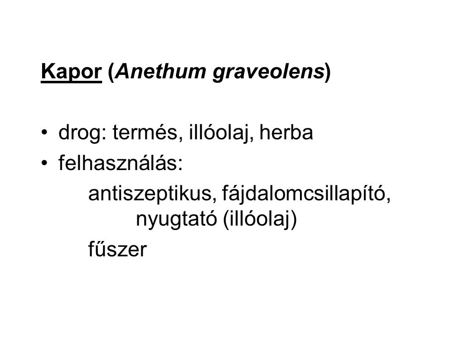 Kapor (Anethum graveolens)