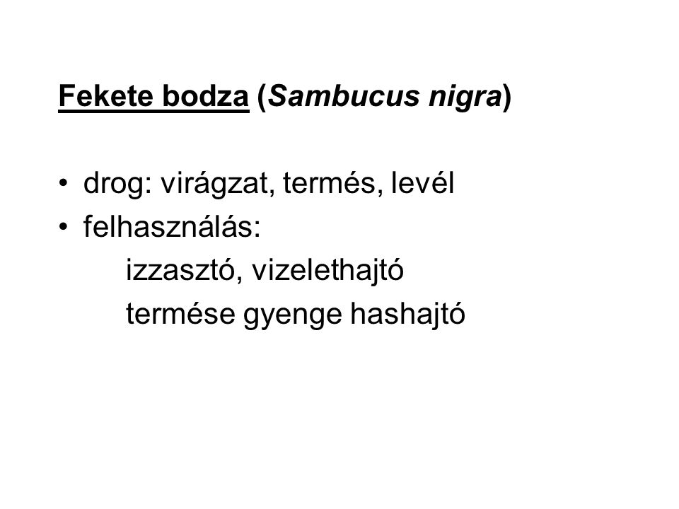 Fekete bodza (Sambucus nigra)