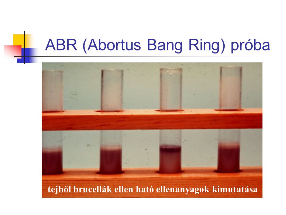 ABR (Abortus Bang Ring) próba