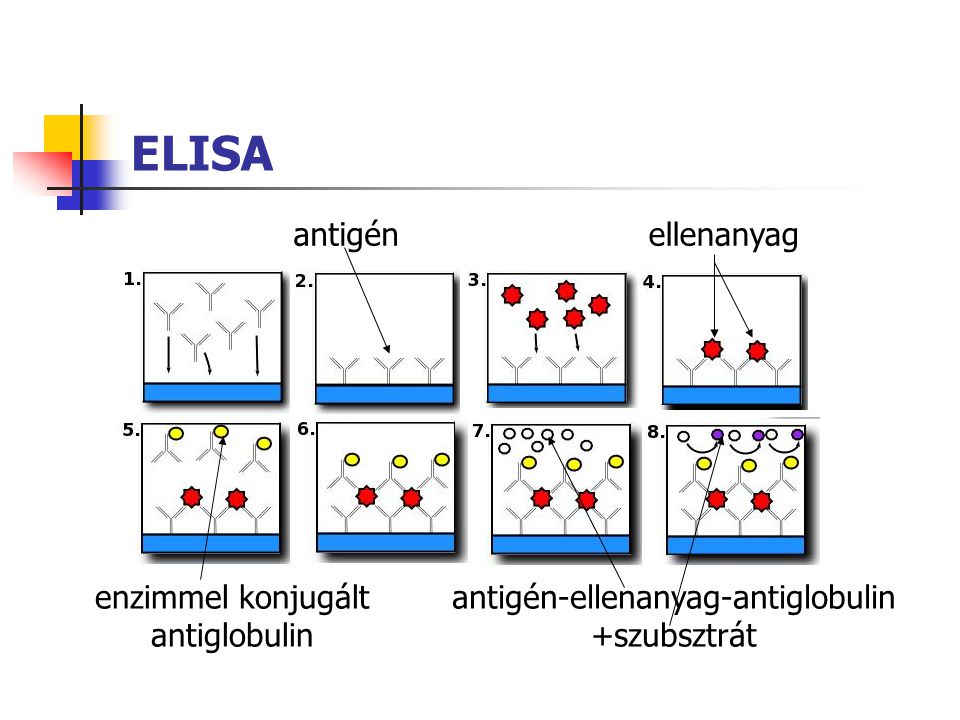 ELISA antigén ellenanyag enzimmel konjugált antiglobulin
