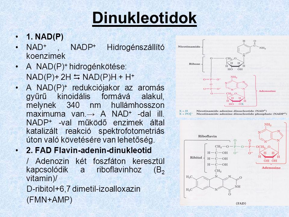 Dinukleotidok 1. NAD(P) NAD+ , NADP+ Hidrogénszállító koenzimek