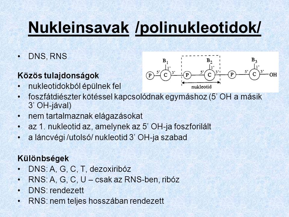 Nukleinsavak /polinukleotidok/