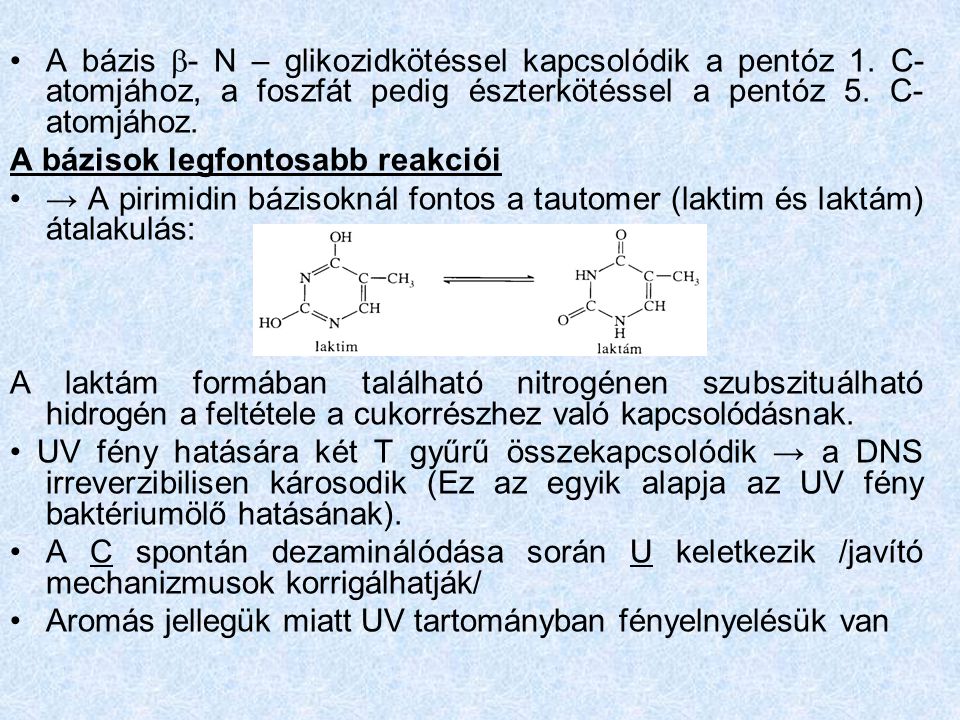 A bázis - N – glikozidkötéssel kapcsolódik a pentóz 1