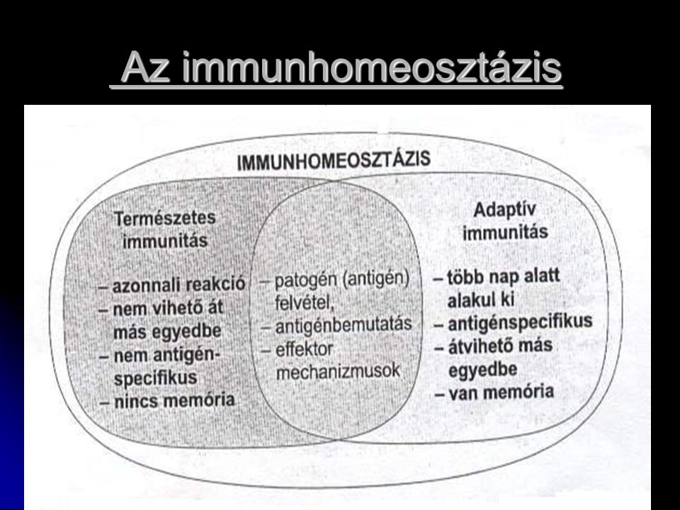 Az immunhomeosztázis