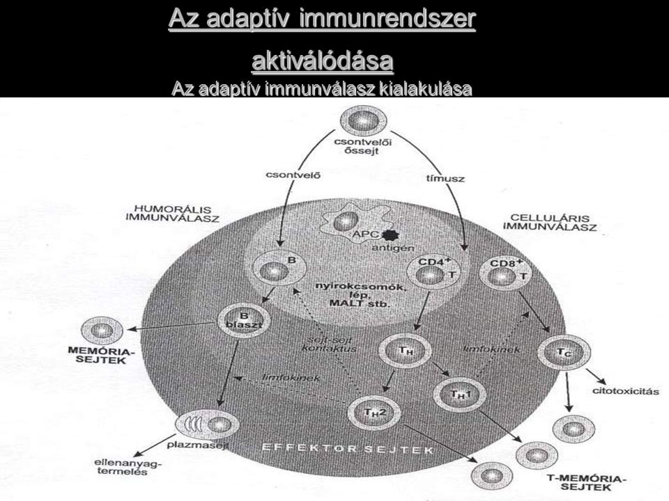 Az adaptív immunrendszer aktiválódása Az adaptív immunválasz kialakulása