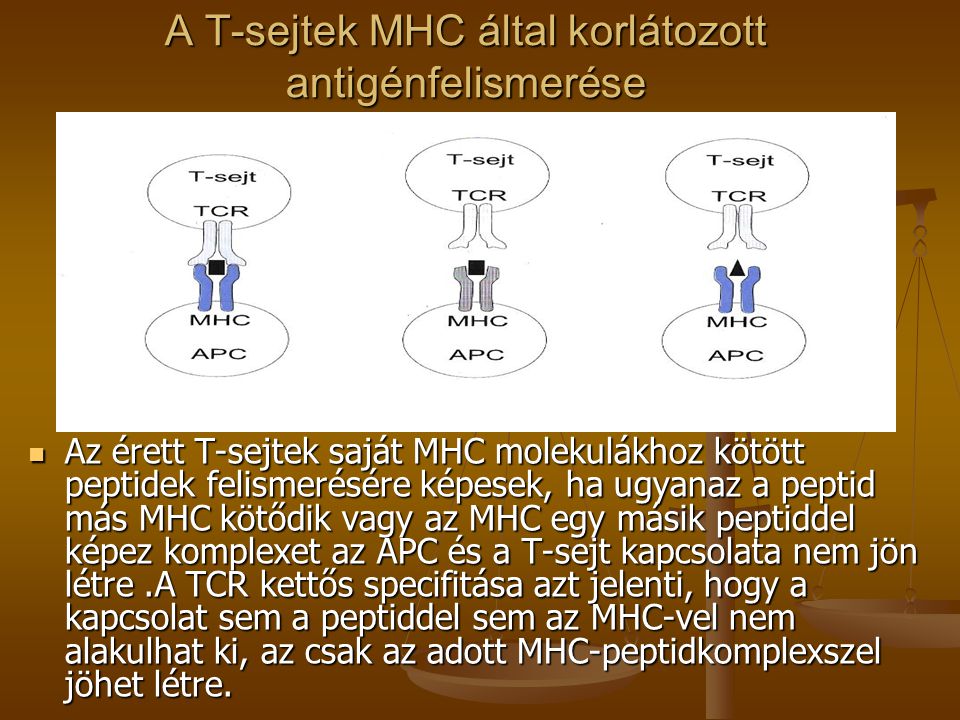 A T-sejtek MHC által korlátozott antigénfelismerése
