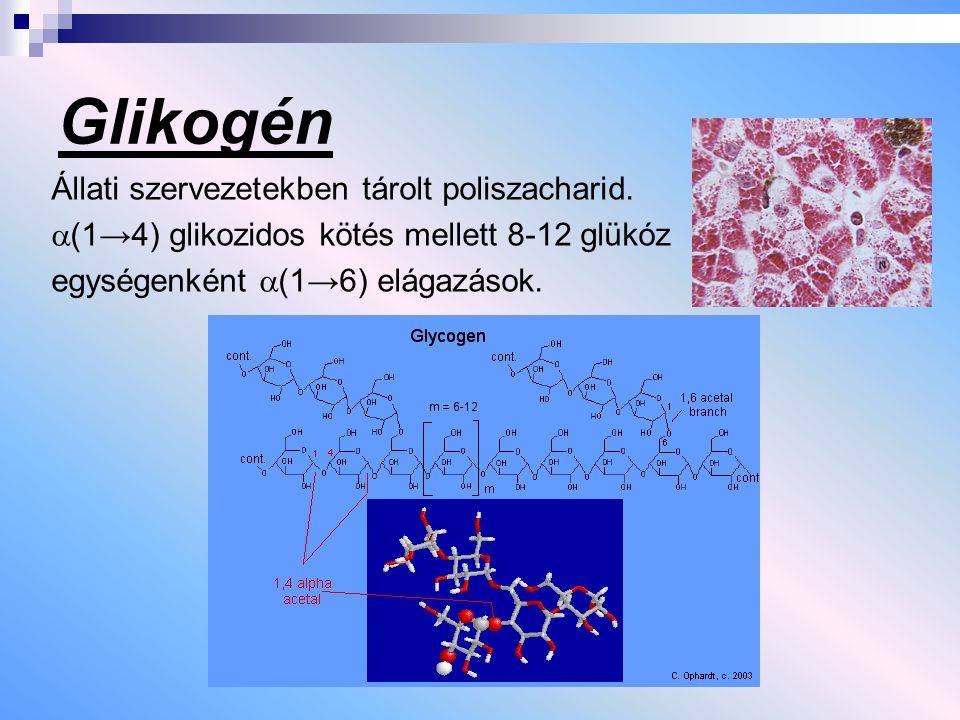 Glikogén Állati szervezetekben tárolt poliszacharid.