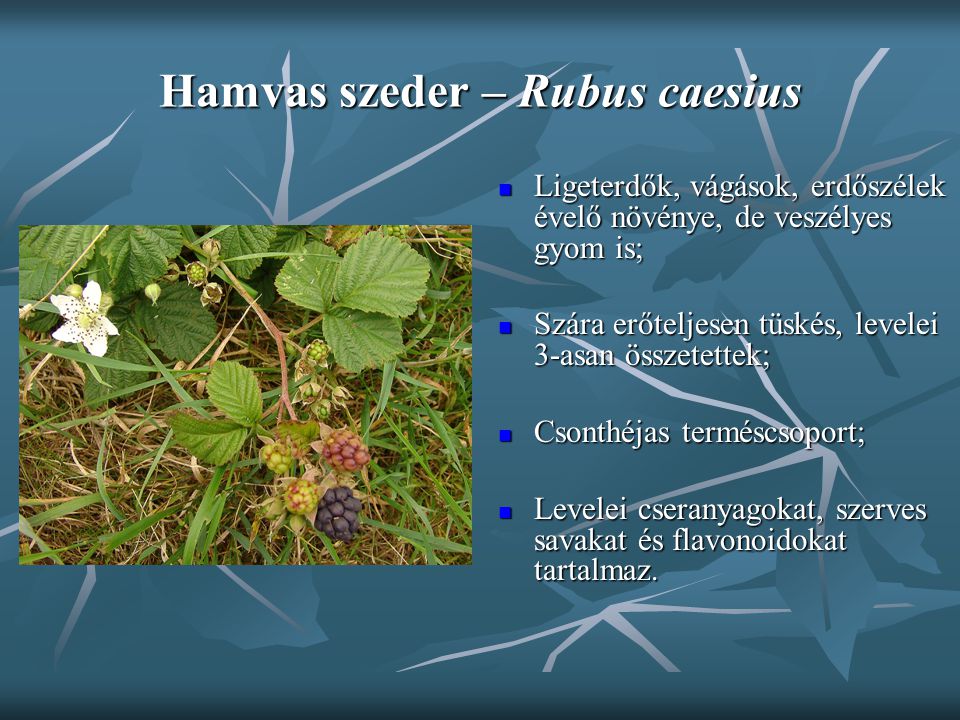 Hamvas szeder – Rubus caesius