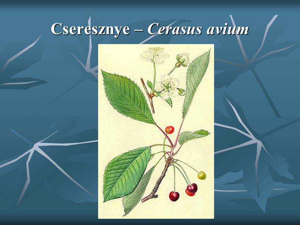 Cseresznye – Cerasus avium