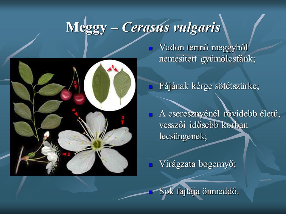 Meggy – Cerasus vulgaris