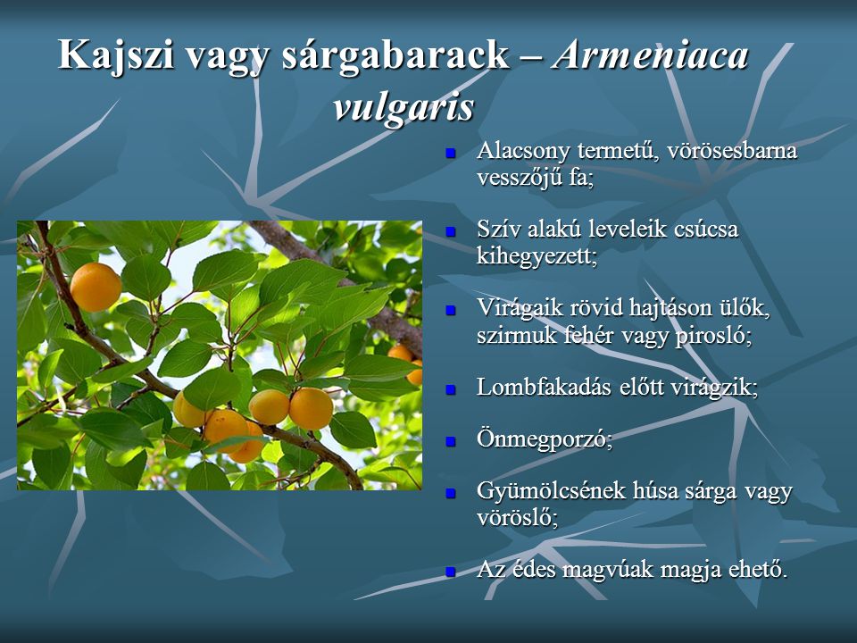 Kajszi vagy sárgabarack – Armeniaca vulgaris