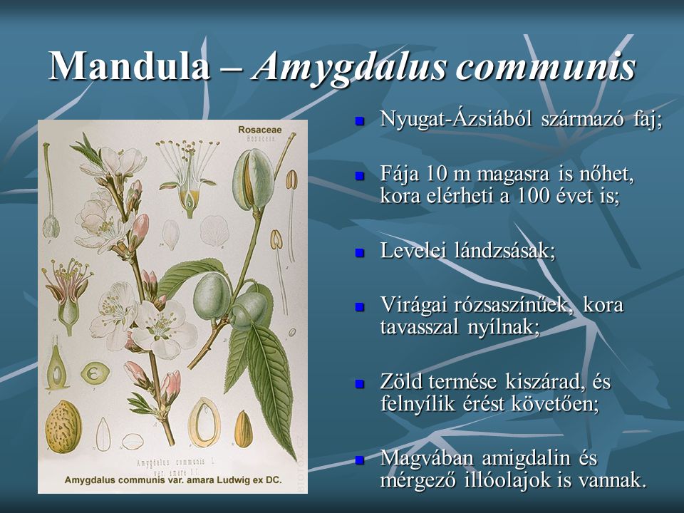 Mandula – Amygdalus communis