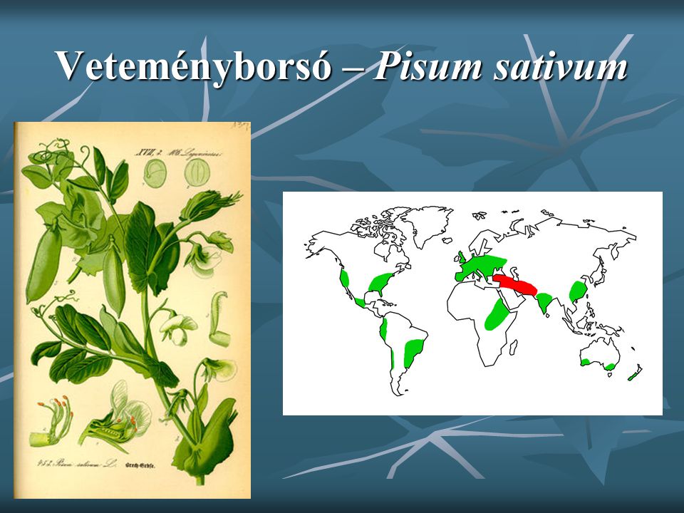 Veteményborsó – Pisum sativum