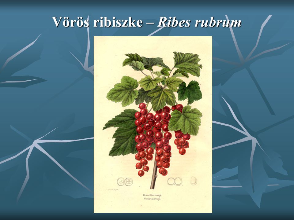 Vörös ribiszke – Ribes rubrum