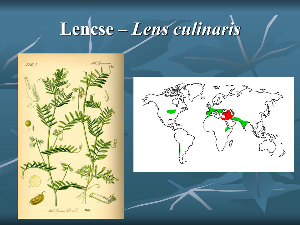 Lencse – Lens culinaris