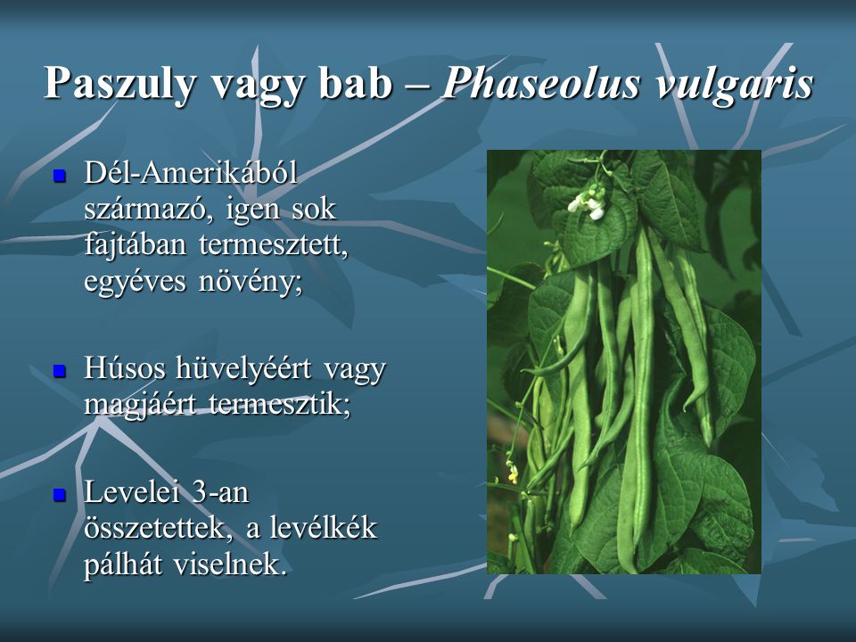 Paszuly vagy bab – Phaseolus vulgaris