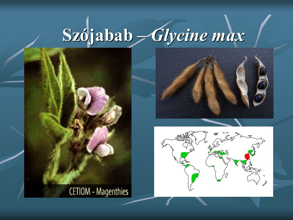 Szójabab – Glycine max
