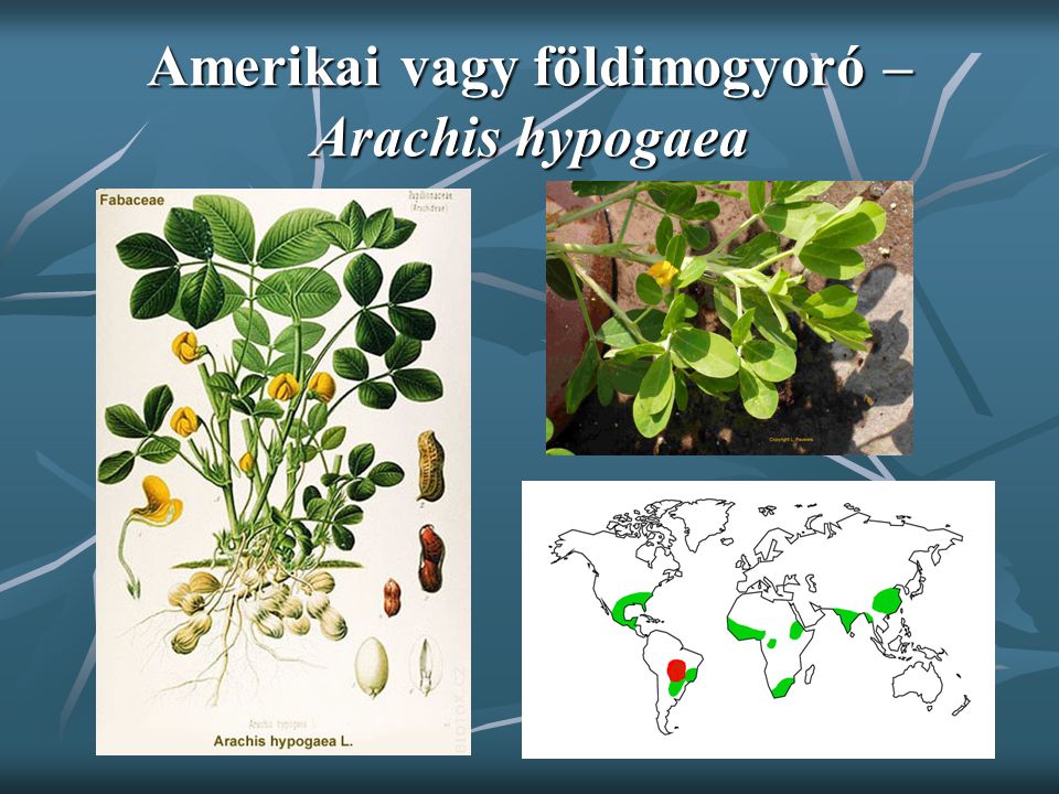 Amerikai vagy földimogyoró – Arachis hypogaea
