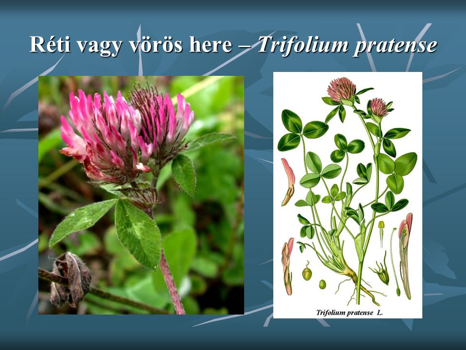 Réti vagy vörös here – Trifolium pratense