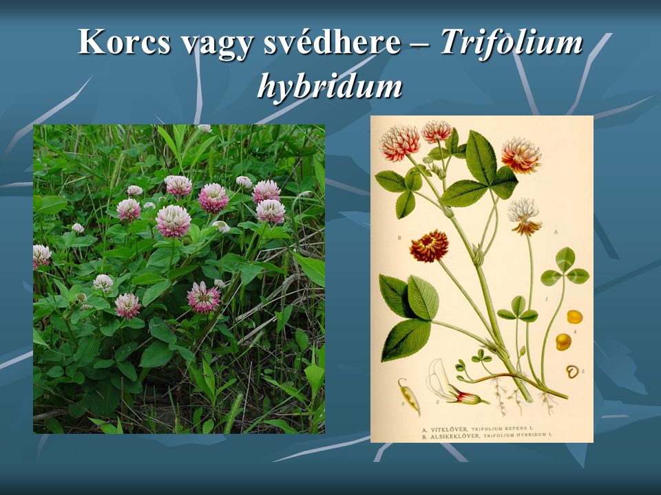 Korcs vagy svédhere – Trifolium hybridum