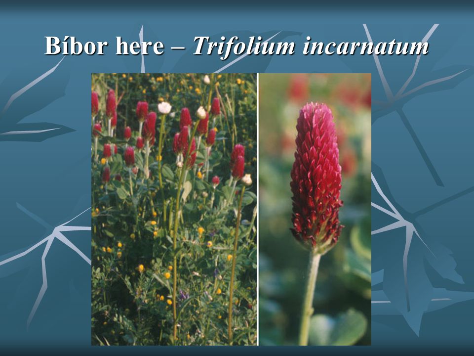 Bíbor here – Trifolium incarnatum